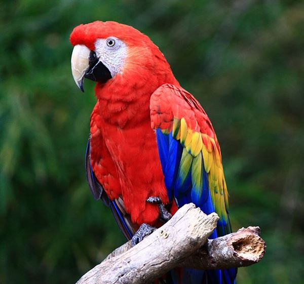 Tiger Safari Zoological Park