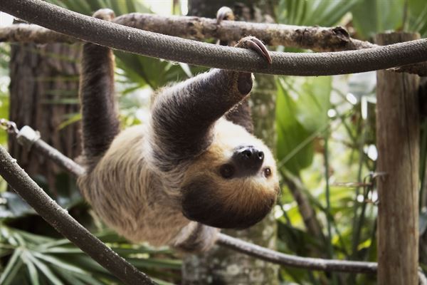 Nyami Nyami River Lodge at The Brevard Zoo