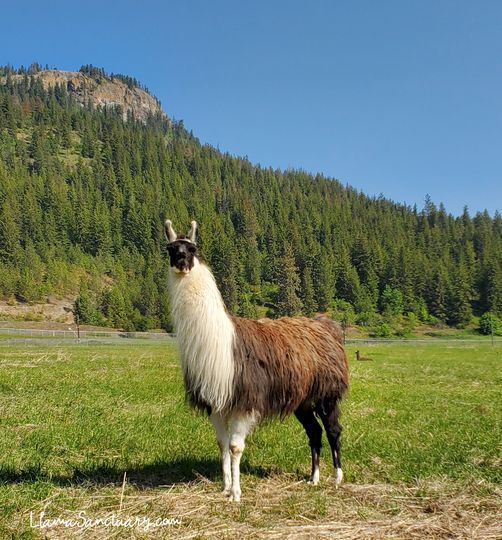 The Llama Sanctuary
