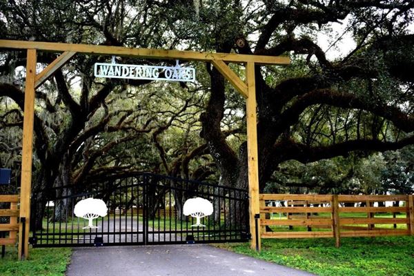 Wandering Oaks