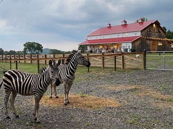The Wedding Barn @ LIKAZOO