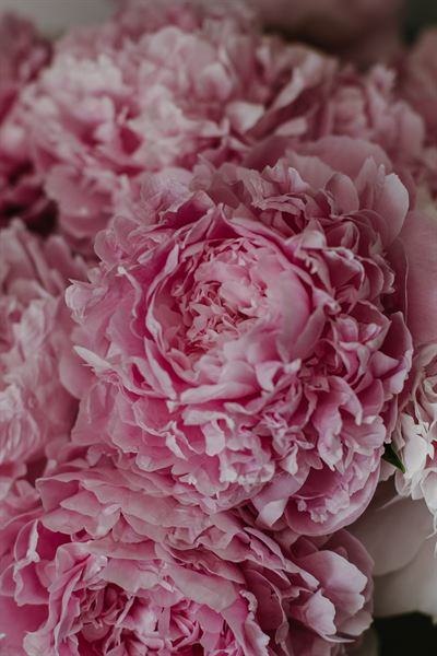 Belladon Event Group