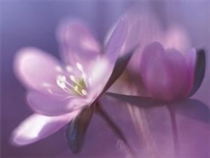 A Beautiful California Florist