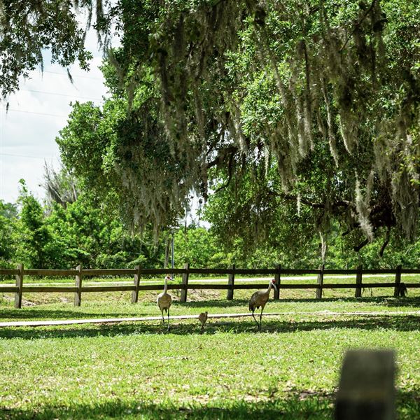 Boggy Creek Airboat Rides