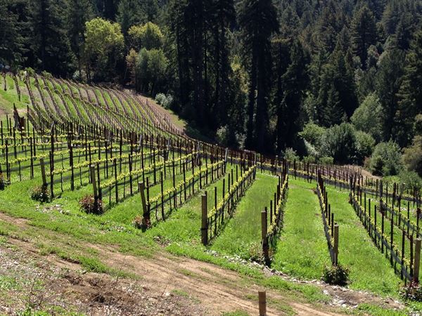 Regale Winery and Vineyards