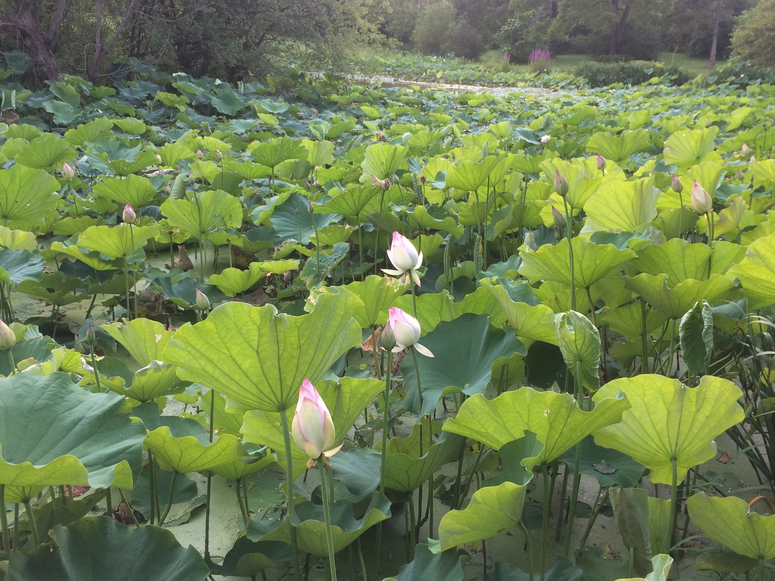 Secret Eden Outdoor Event Venue and Urban Farm