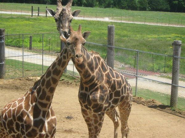 Tupelo Buffalo Park and Zoo