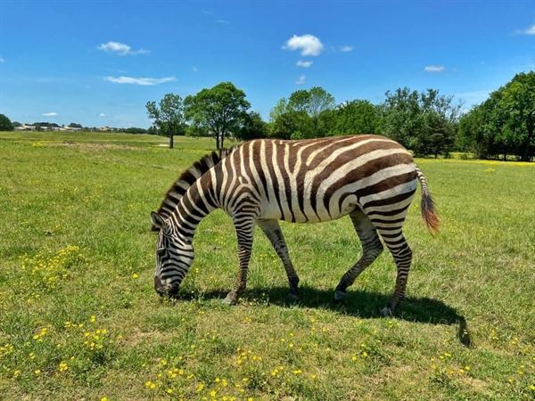Tupelo Buffalo Park and Zoo