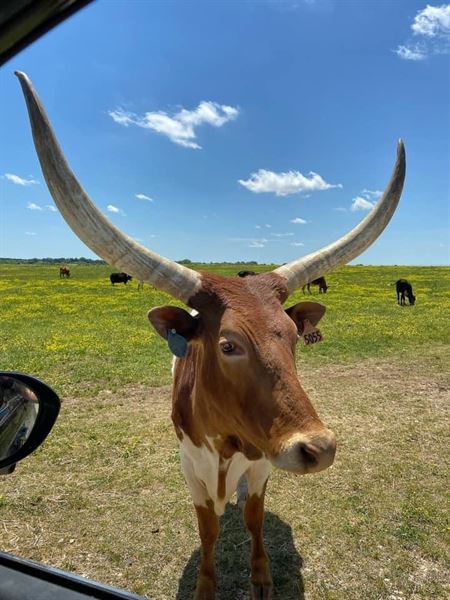 Tupelo Buffalo Park and Zoo