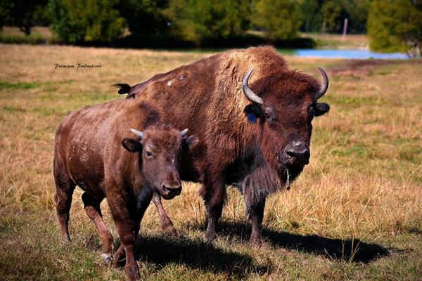 Tupelo Buffalo Park and Zoo