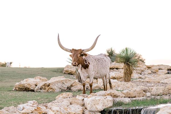 Lucky Spur Ranch Retreat