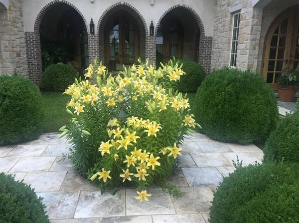 Belles Fleurs & Dessins