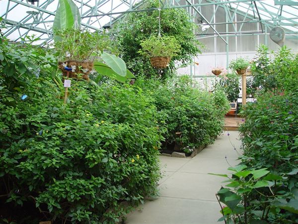 Magic Wings Butterfly Conservatory