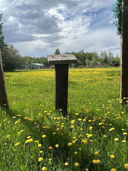 Quaking Aspen Springs- Rustic Ranch Venue