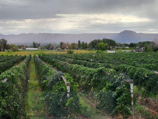 Whitewater Hill Vineyards