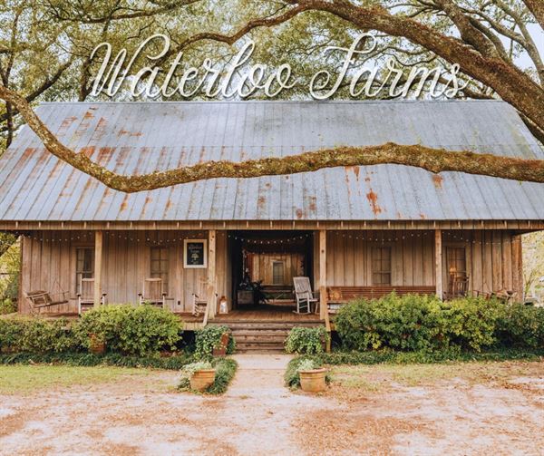 The White Rose at "Waterloo Farms"