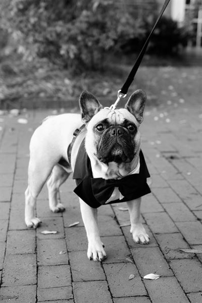 Firefly Weddings & Events