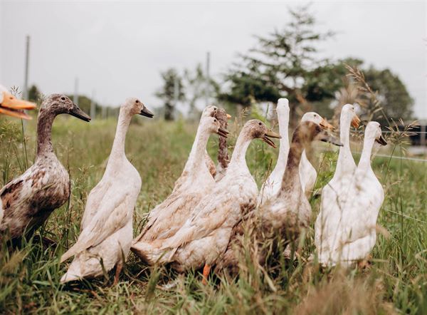 Cheeky Duck Vineyard