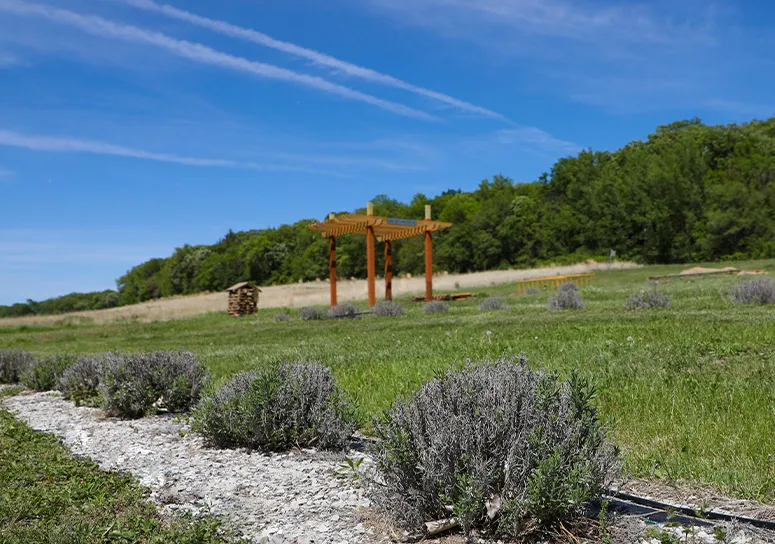 Loess Hills Lavender Farm