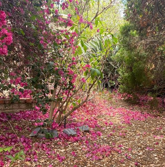 Avocado House Sanctuary & Garden Spa