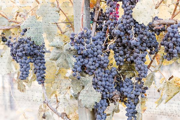 White House Wedding Photography