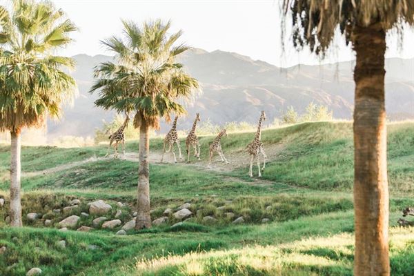 Living Desert Zoo and Gardens