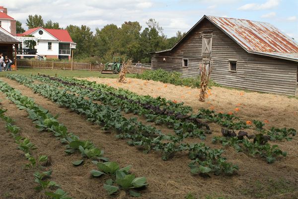 Old McCaskill's Farm