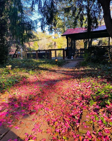 The Honeysuckle Tea House
