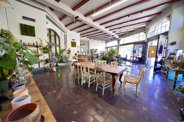 Little Green a Plant Bar