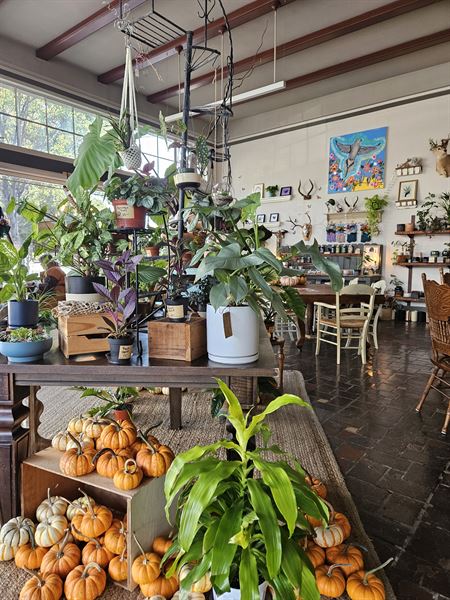 Little Green a Plant Bar