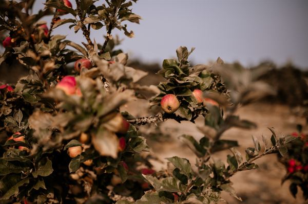 Sea Cider Farm & Ciderhouse