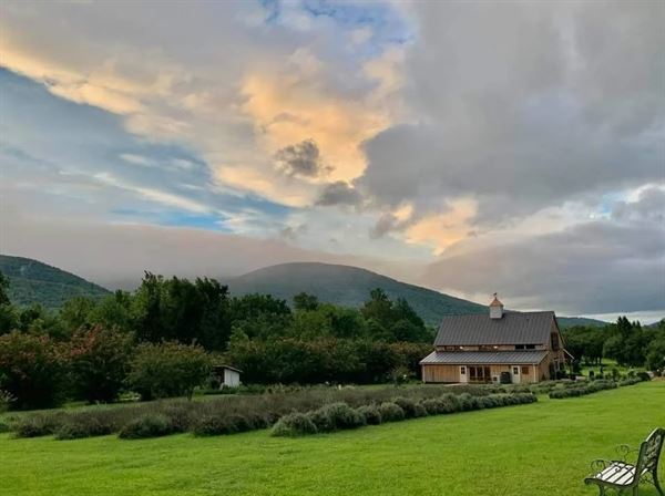 Silver Fox Lavender Farm