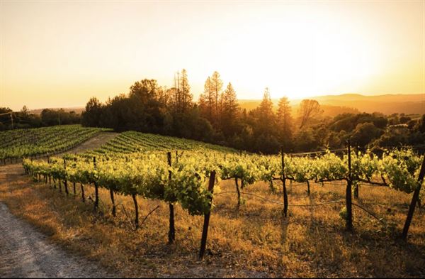 Gold Dust Vineyard