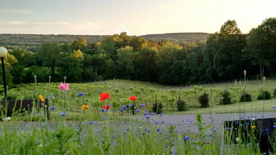 Six Mile Creek Vineyard