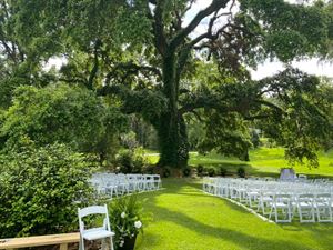 Majestic Live Oaks