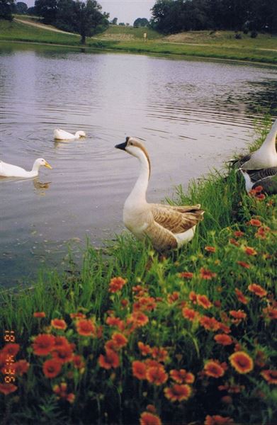 Whispering Creek Ranch & Chapel