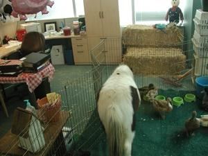 Tickle Me Pony Parties & Travelling Petting Zoo