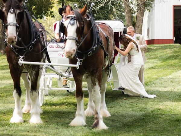 Tetz Family Clydesdale Farm