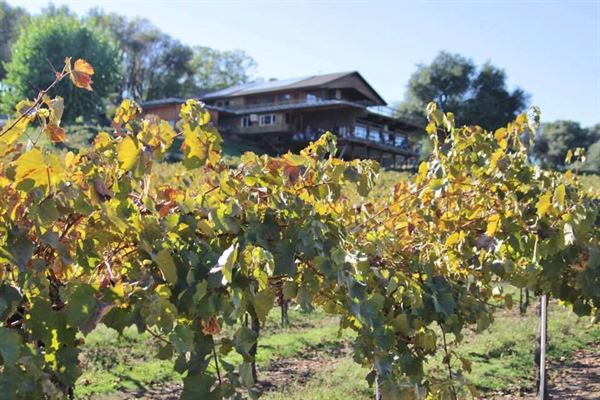 Gold Hill Vineyard