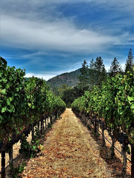 Schmidt Family Vineyards