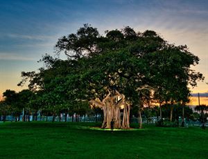 The Banyan Tree