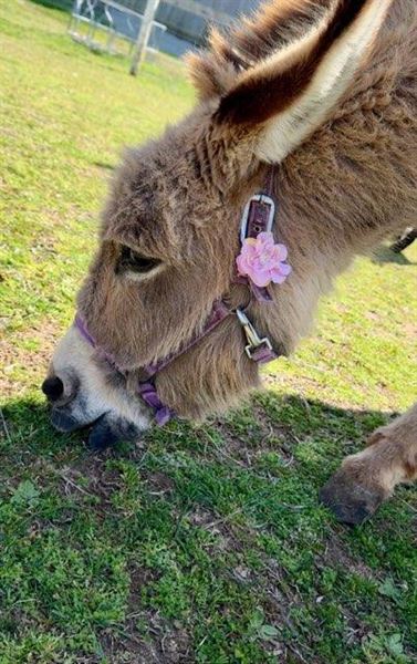 The Barn at Serenity