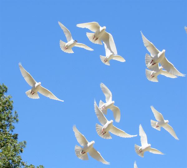 Doves of White