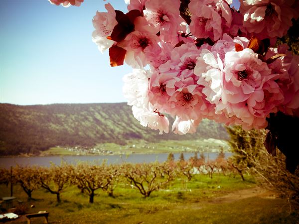 Okanagan Orchard Events