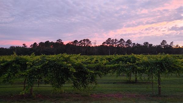 Cypress Bend Vineyards