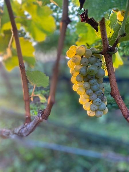 The Vineyards at Dodon