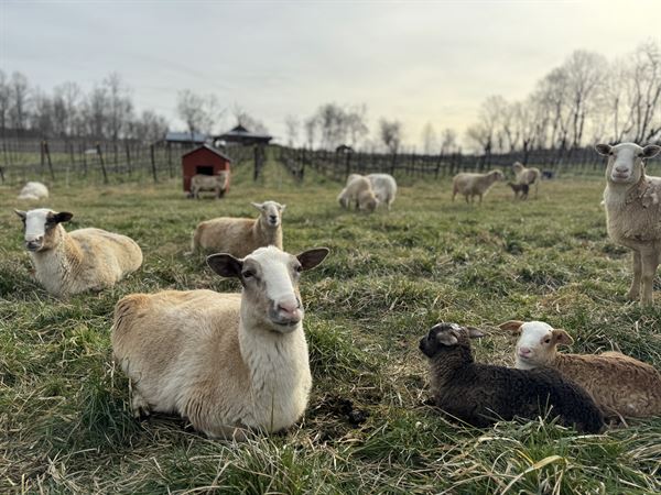 The Vineyards at Dodon