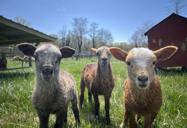 The Vineyards at Dodon