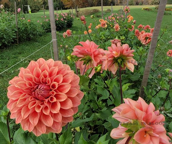 Petals In Bloom Farm