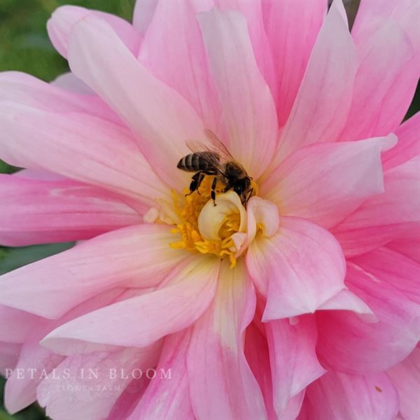 Petals In Bloom Farm